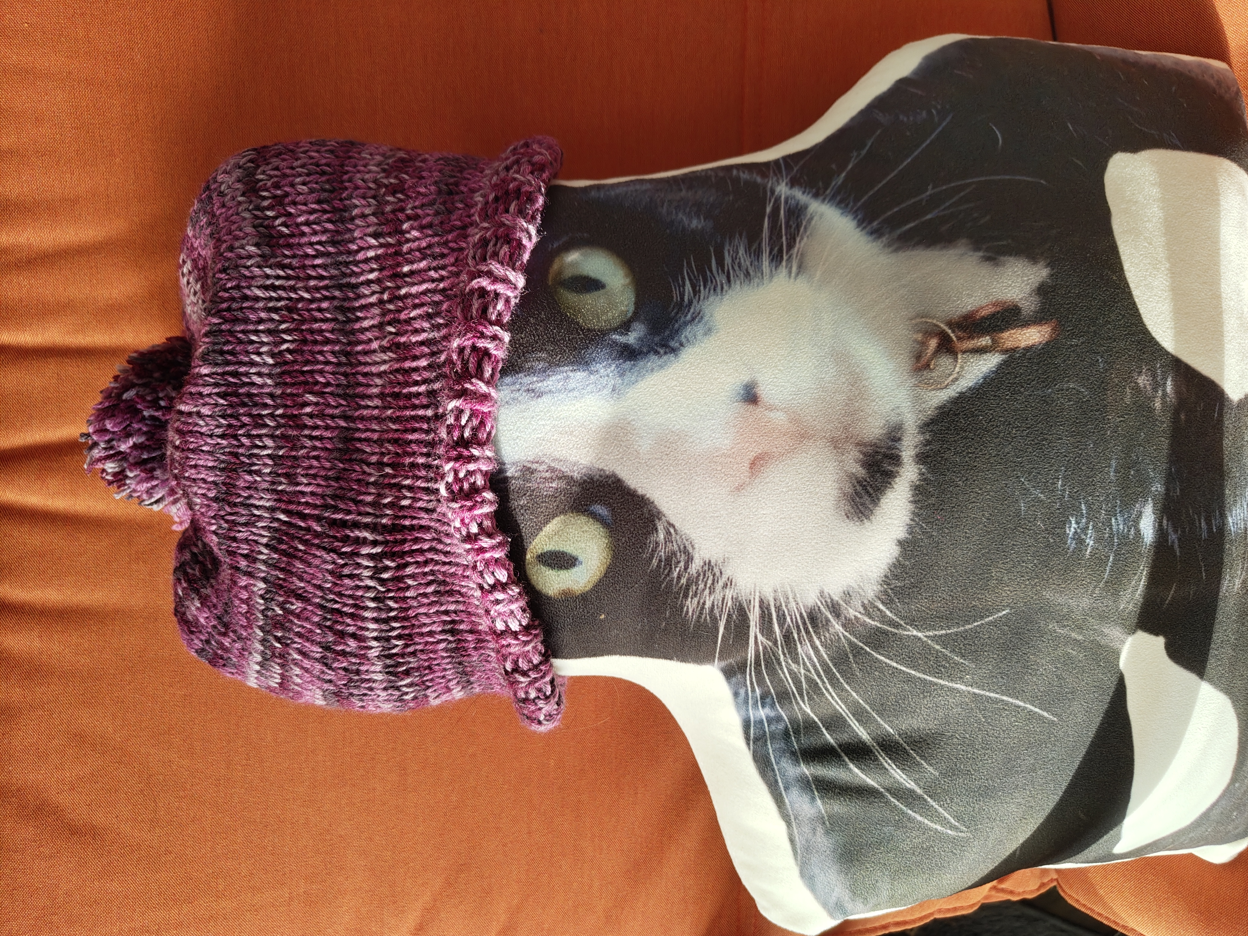 cat with cat